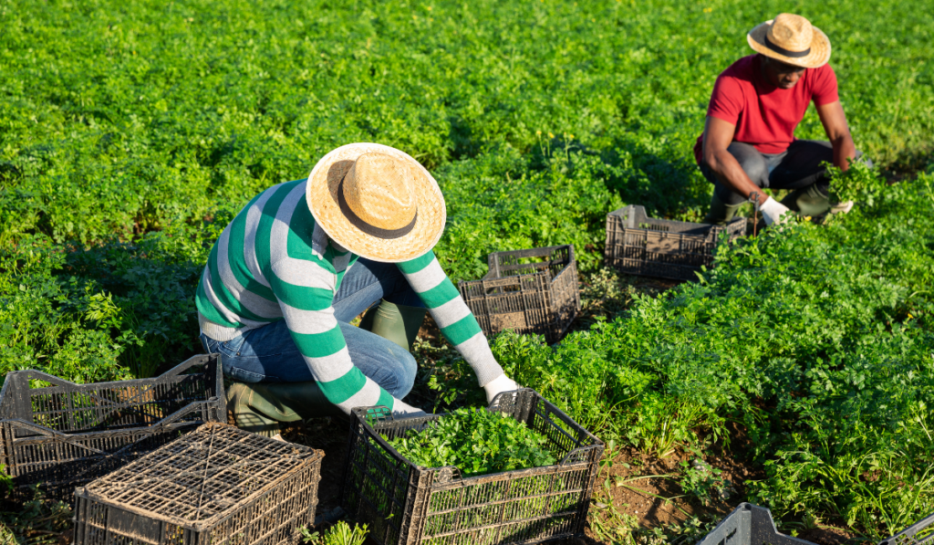 Mindful Gardening