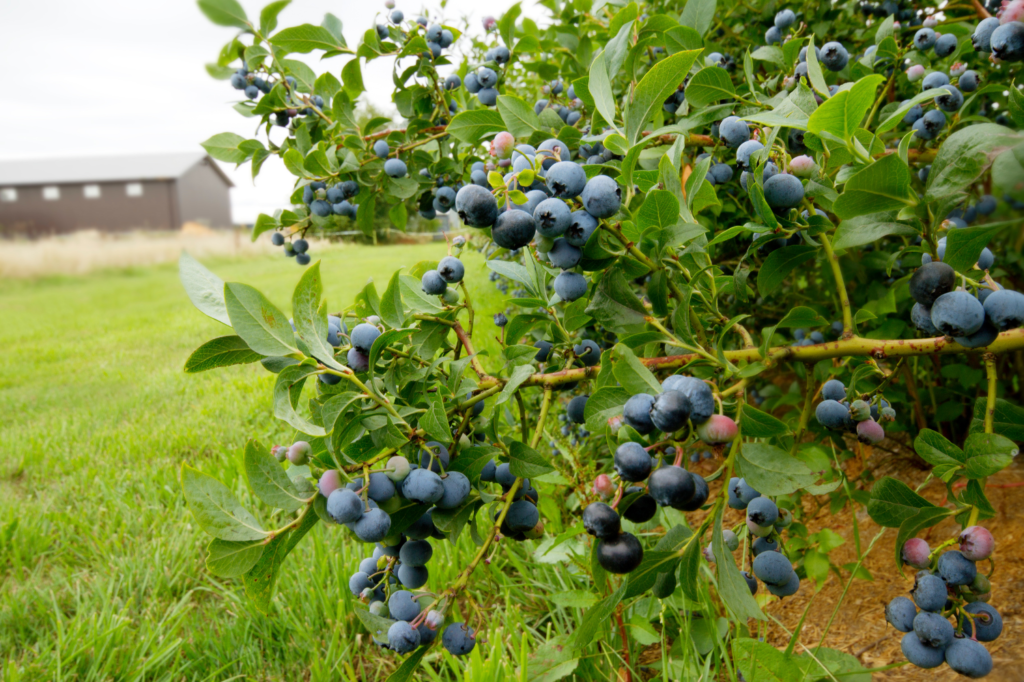 Blueberries