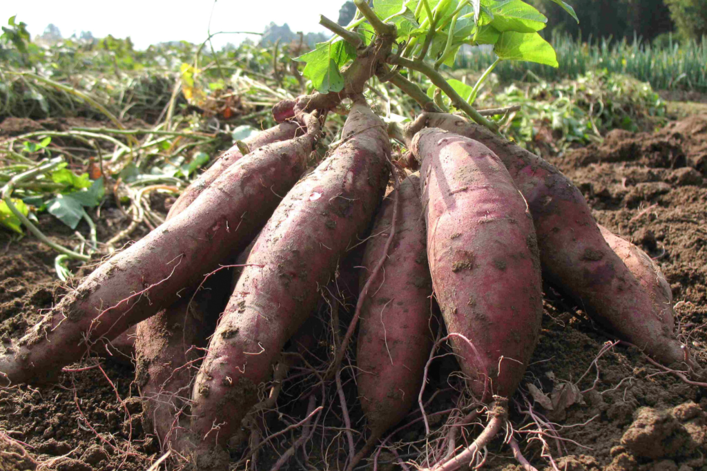 Sweet Potatoes